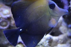 Scopas Tang