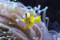 Clarkii Clownfish Thumbnail