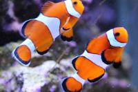 Ocellaris Clownfish Thumbnail