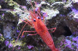 Peppermint Shrimp