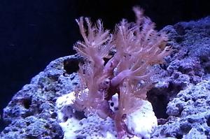 Glove Polyp Thumbnail