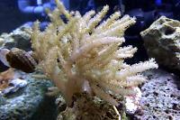 Spaghetti Finger Leather Coral Thumbnail