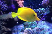 Yellow Tang Thumbnail