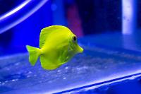 Yellow Tang Thumbnail