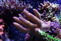 Millepora Sp. Thumbnail