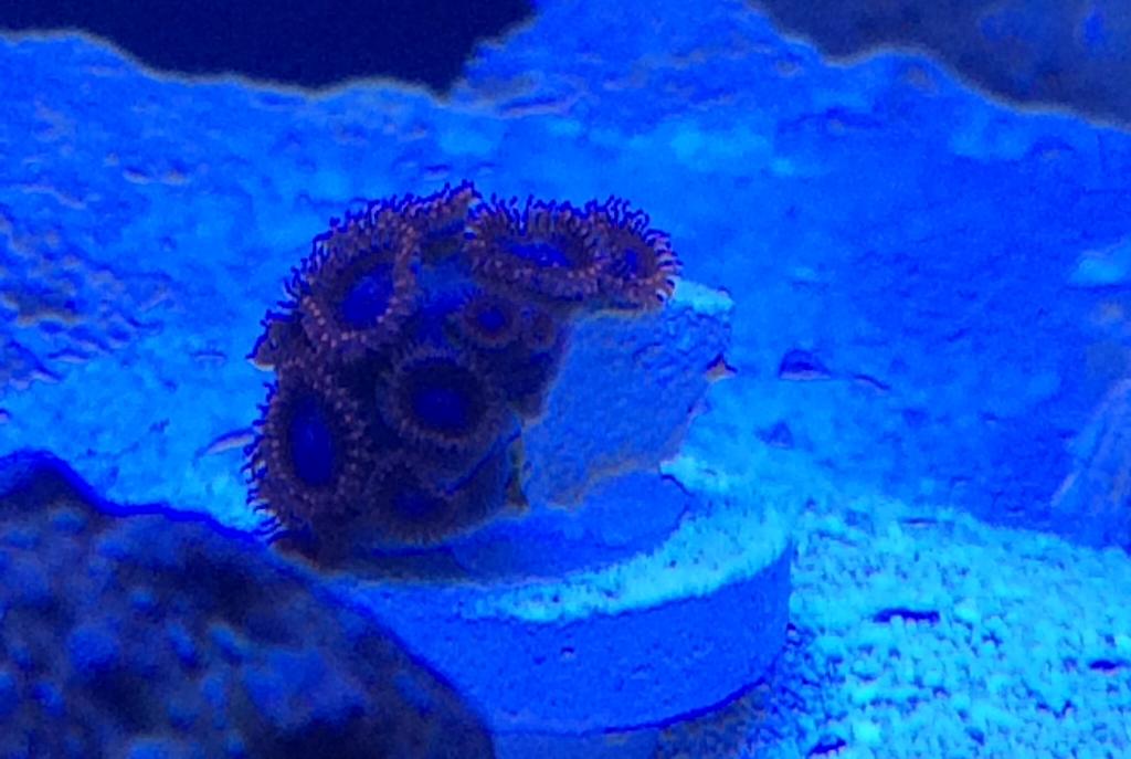 Spider-man Zoanthid