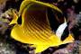 Raccoon Butterflyfish Thumbnail