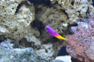 Royal Gramma Basslet Thumbnail