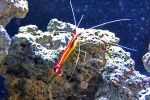 Red Line Cleaner Shrimp Thumbnail