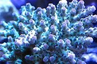 Acropora sarmentosa Thumbnail