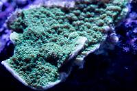 Green Scroll Montipora Thumbnail