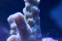 Yellow Acropora Thumbnail