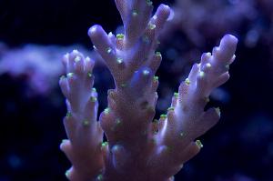 Purple Garf Bonsia Coral Thumbnail