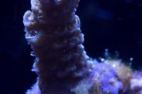 Blue millepora Thumbnail