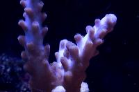 Purple Acropora Coral Thumbnail