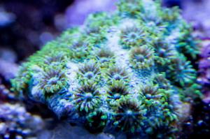 Green Cyphastrea Thumbnail