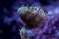 Yellow millepora Thumbnail