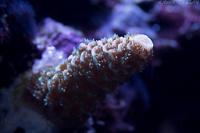 Ranbow millepora Thumbnail