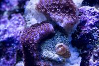 Purple Haze Montipora Thumbnail