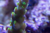 Purple Garf Bonsia Coral Thumbnail