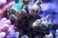 Acropora Loripes Thumbnail