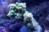 Chesterfieldensis Acropora Coral Thumbnail