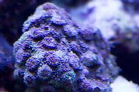 Red Eyes Cyphastrea Thumbnail