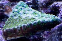 Green Cyphastrea Thumbnail