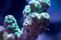 Acropora sarmentosa Thumbnail