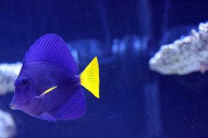 Purple Tang Thumbnail