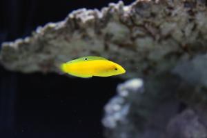 Yellow Coris Wrasse Thumbnail