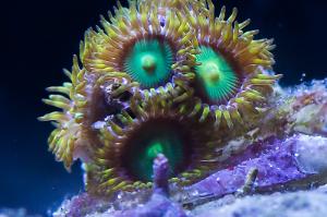 Zoa's Yellow/Green April 13, 2014