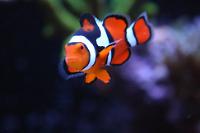 Clownfish