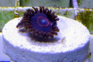 red hornet zoa Thumbnail