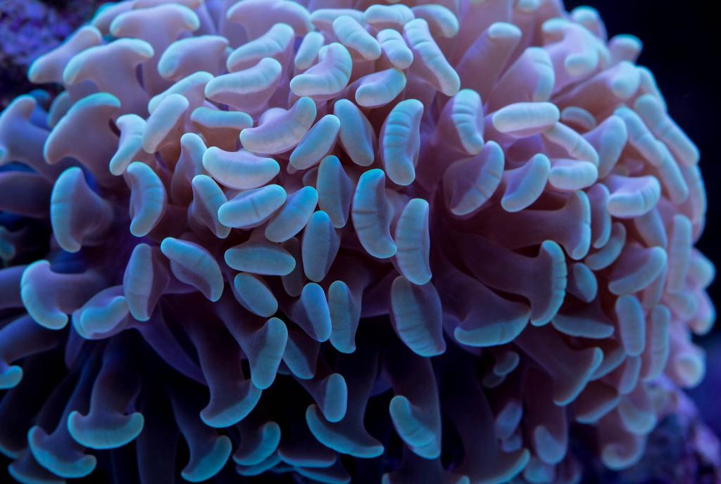 Blue Hammer Coral