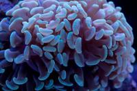 Blue Hammer Coral