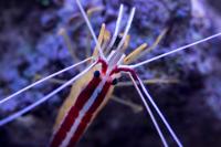 Cleaner Shrimp!