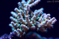 Acropora Sp