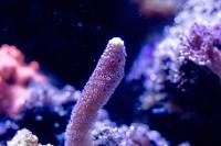 Purple Stylophora Thumbnail