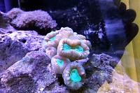 Candy Cane Coral Thumbnail