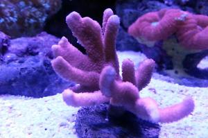 Branched Montipora Coral Thumbnail