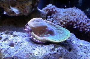 Turbinaria Cup Coral Thumbnail