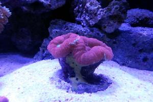 Folded Brain Coral Thumbnail