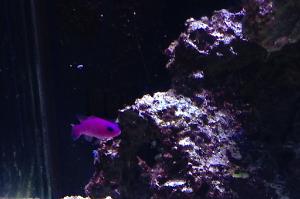 Purple Pseudochromis Thumbnail