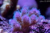 Pink and Teal Pocillopora Thumbnail