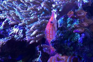 Longnose Hawkfish Thumbnail