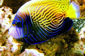 Emperor Angelfish Thumbnail