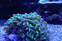 Hammer coral Thumbnail