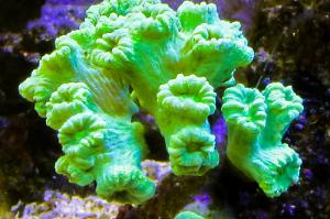 Green Candy Cane Coral Thumbnail