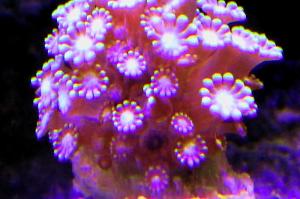 Alveopora Coral Thumbnail